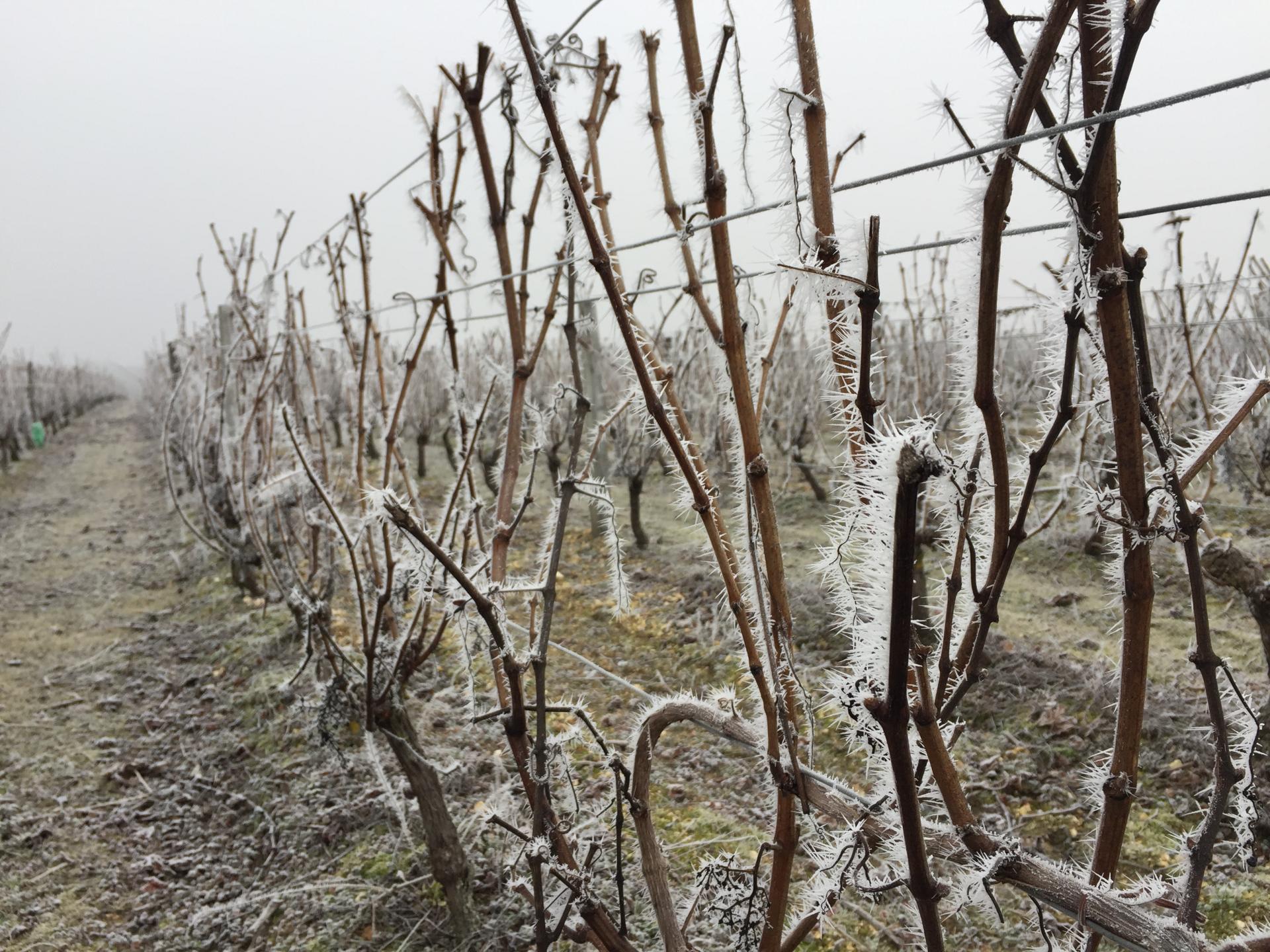 Les vignes se reposent en hiver