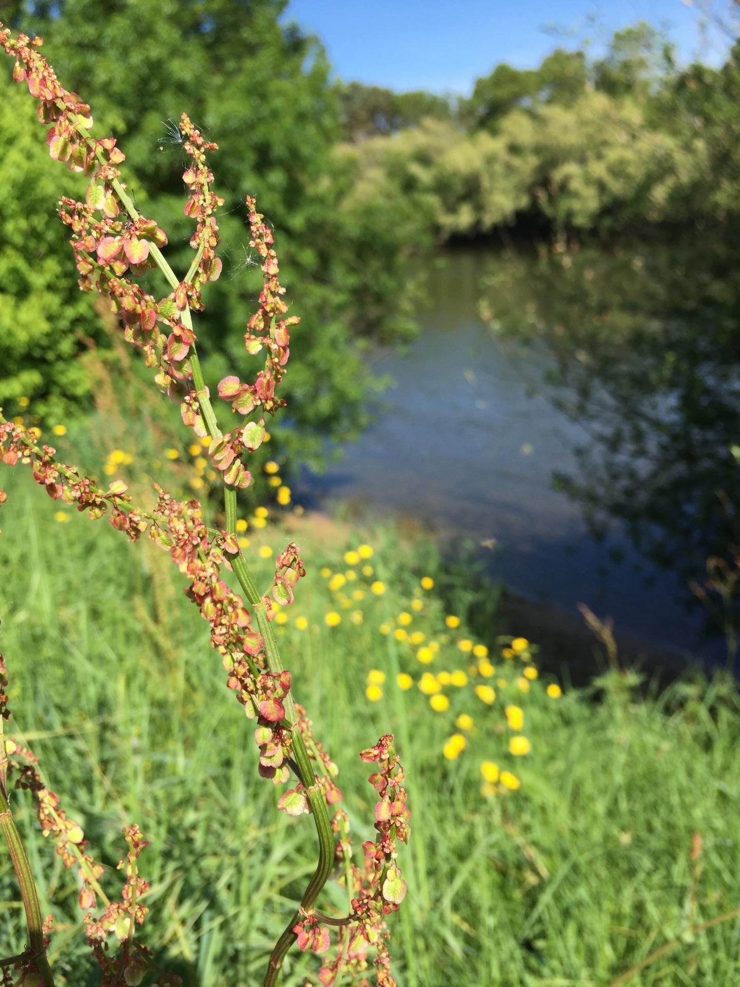 Bords de Cher