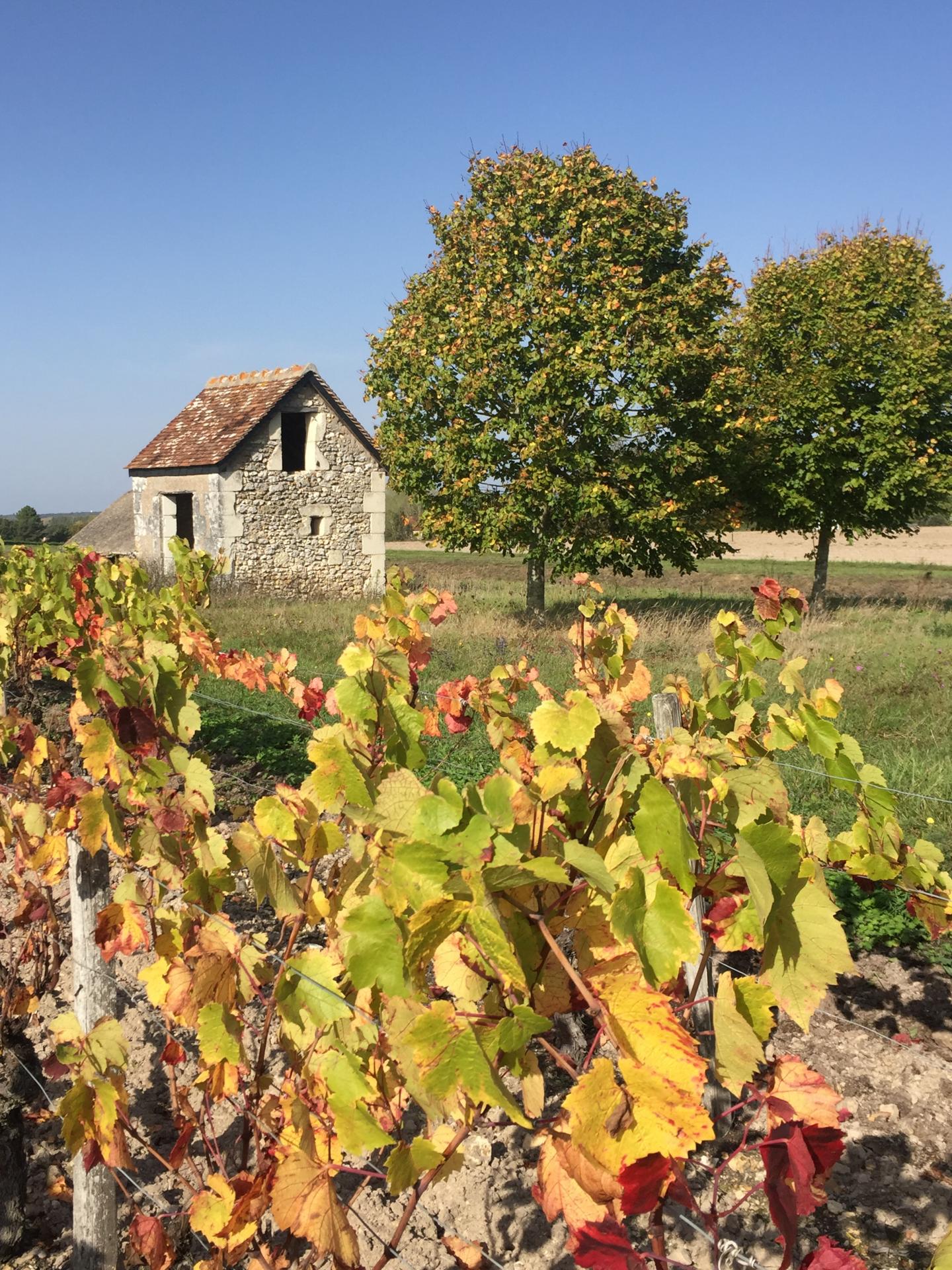 Maison de vigne