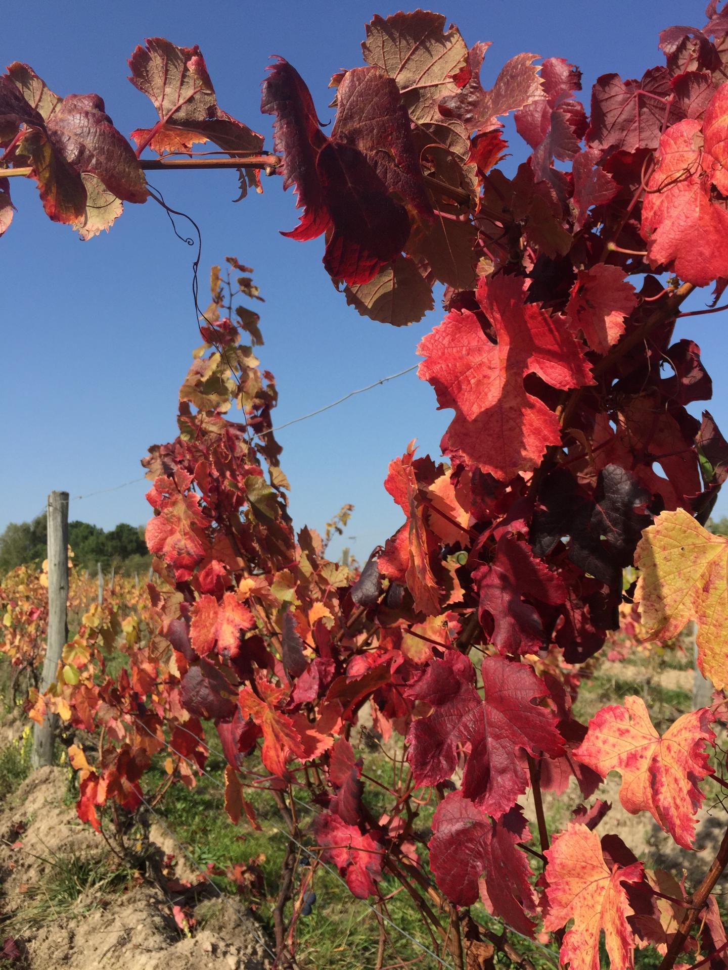 Côt/Malbec en automne