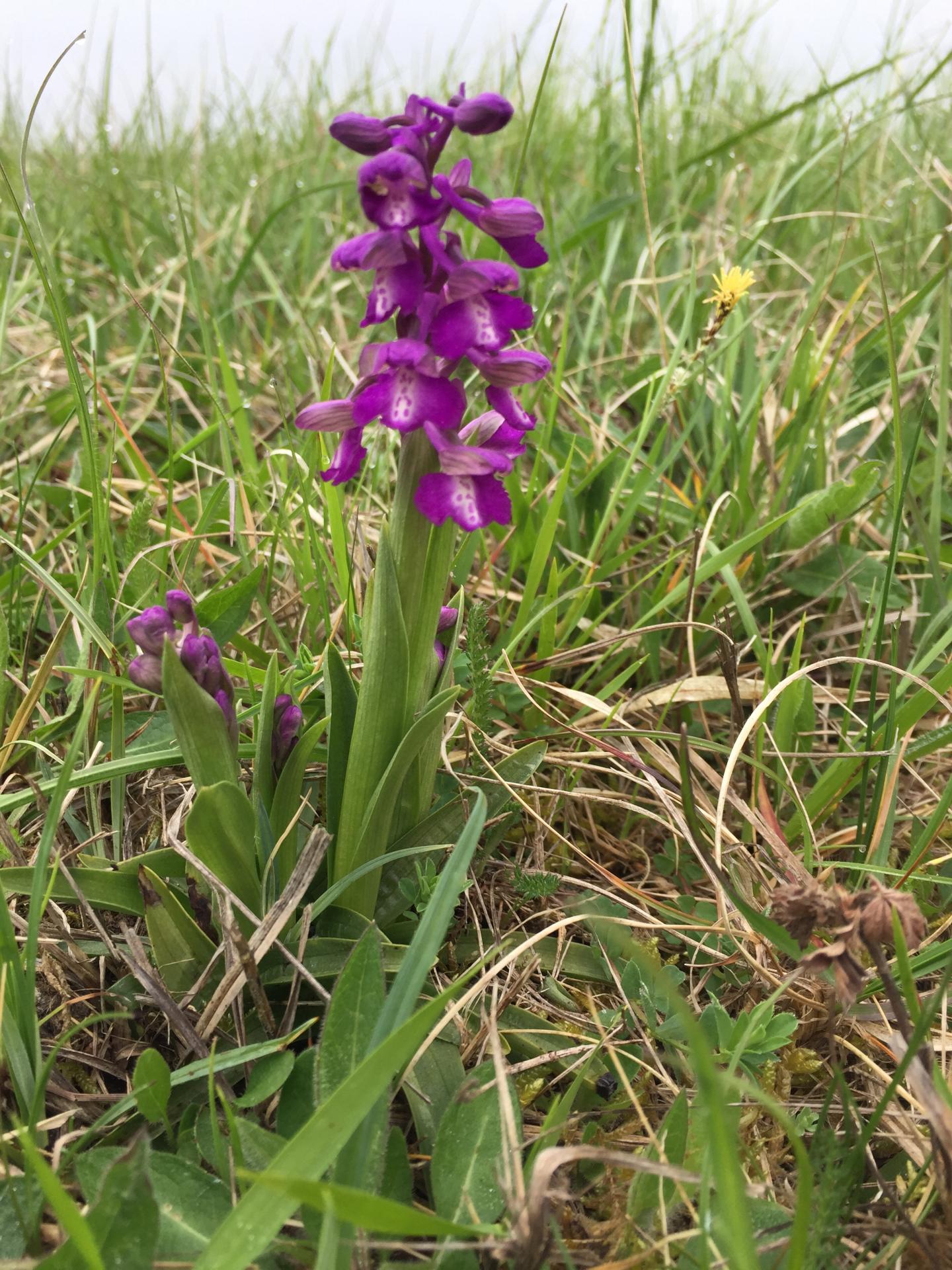 Une orchidée sur le plateau